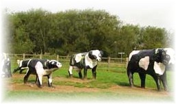 Concrete cows